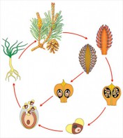 Модель-аппликация Размножение сосны - fgospostavki.ru - Махачкала