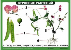 Комплект таблиц "Ознакомление с окружающим миром 1-4 класс" - fgospostavki.ru - Махачкала