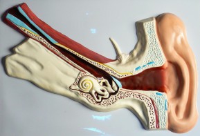 Модель барельефная "Ухо человека" (часть 1) - fgospostavki.ru - Махачкала