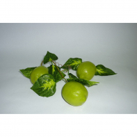 Ветка муляжей "Лайм" - fgospostavki.ru - Махачкала