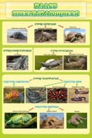 Стенд "Класс пресмыкающиеся" - fgospostavki.ru - Махачкала