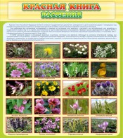 Стенд "Красная книга - растения" - fgospostavki.ru - Махачкала
