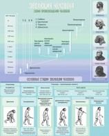 Стенд "Эволюция человека" Вариант 1 - fgospostavki.ru - Махачкала