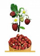 Комплект карточек "Запоминай, играй, считай" - Ягоды - fgospostavki.ru - Махачкала