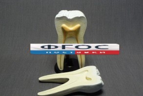 Модель "Строение зуба" - fgospostavki.ru - Махачкала