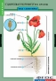 Комплект таблиц. Биология. Общее знакомство с цветковыми растениями. - fgospostavki.ru - Махачкала