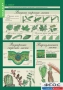 Комплект таблиц. Биология 6 класс. Растения, грибы, лишайники - fgospostavki.ru - Махачкала