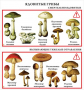 Комплект кодотранспарантов "Грибы" - fgospostavki.ru - Махачкала