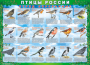 Комплект таблиц "Птицы России (4 листа)" (100х140 сантиметров, винил) - fgospostavki.ru - Махачкала