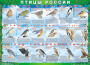 Комплект таблиц "Птицы России (4 листа)" (100х140 сантиметров, винил) - fgospostavki.ru - Махачкала