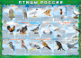 Комплект таблиц "Птицы России (4 листа)" (100х140 сантиметров, винил) - fgospostavki.ru - Махачкала