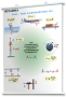 Плакаты по физике для оформления кабинета. - fgospostavki.ru - Махачкала