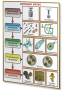 Плакаты по биологии для оформления кабинета. - fgospostavki.ru - Махачкала